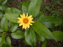 Asteraceae - Bidens uapensis 