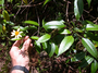 Asteraceae - Bidens uapensis 