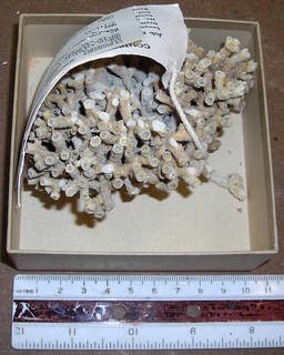Cladocora arbuscula image