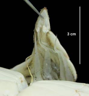 Callinectes sapidus image