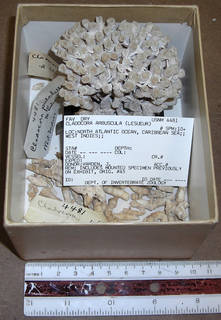 Cladocora arbuscula image