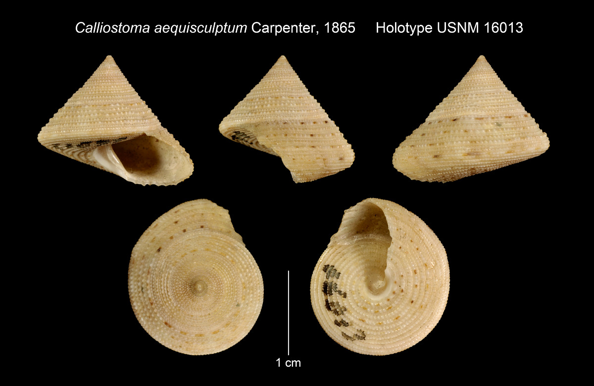 Calliostoma aequisculptum image