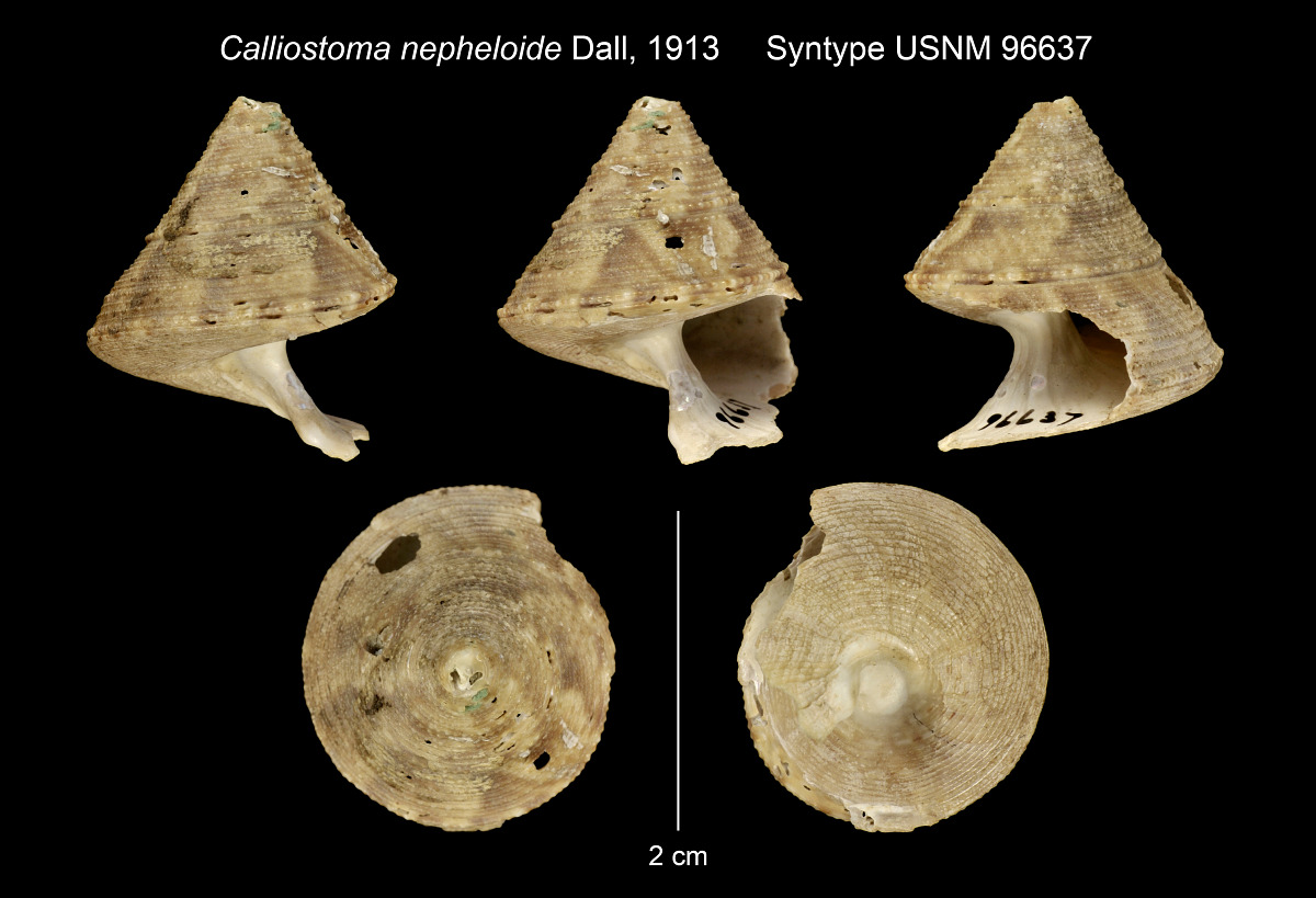 Calliostoma nepheloide image