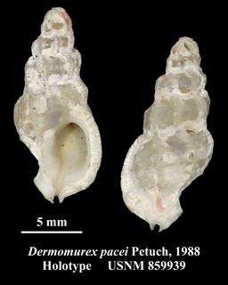 Image of Dermomurex pacei