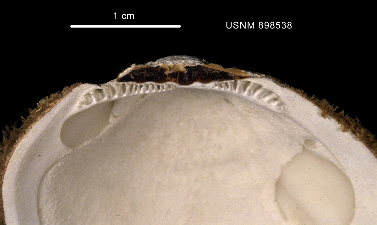 Limopsis image