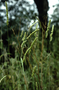 Poaceae - Dactylis glomerata subsp. hackelii 