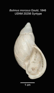 Image of Callistocharis morosus