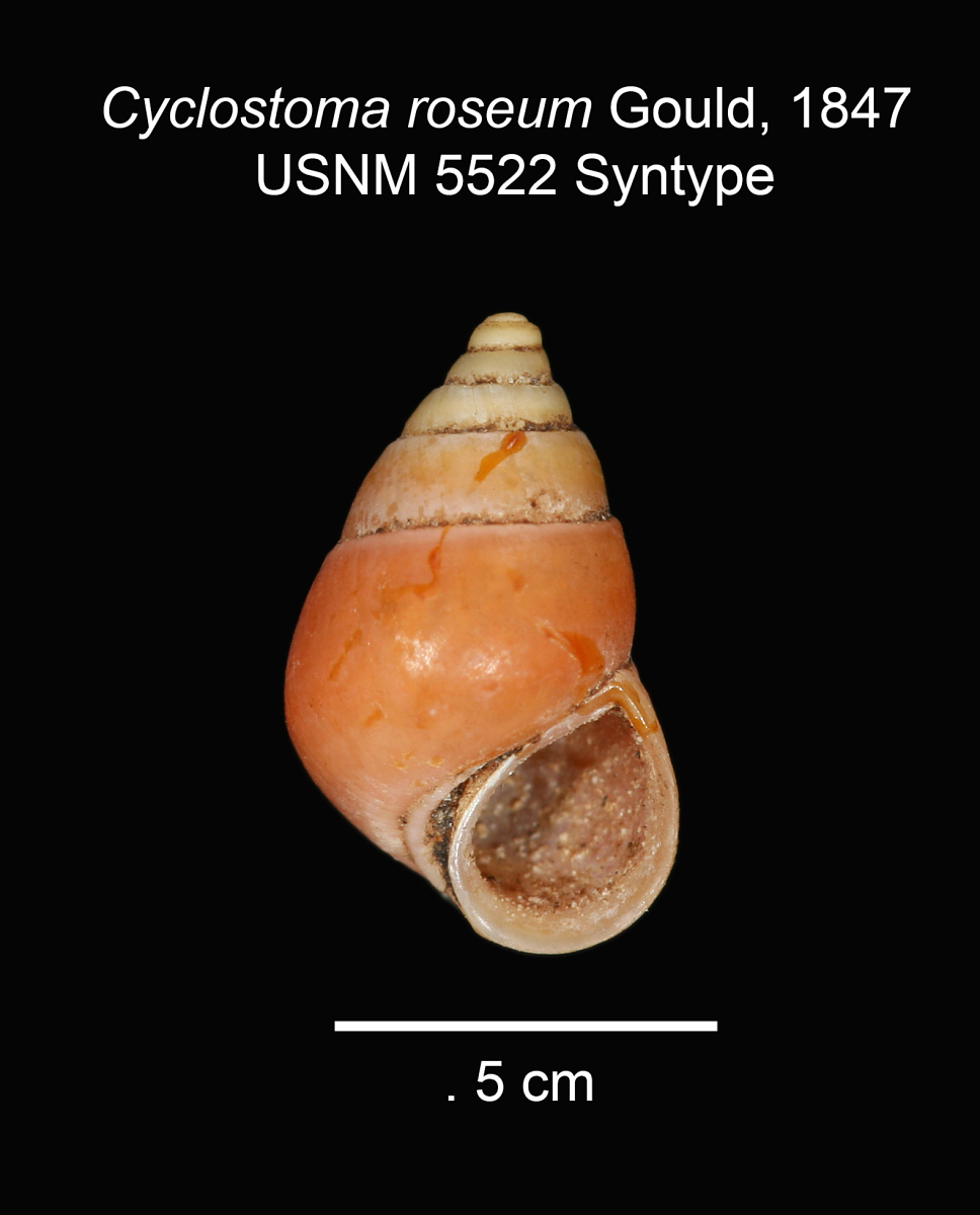 Omphalotropis rosea image