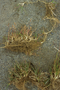 Poaceae - Poa pratensis subsp. irrigata 