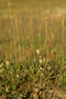 Poaceae - Poa pratensis subsp. alpigena 