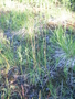 Poaceae - Poa pratensis subsp. alpigena 