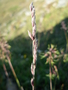 Poaceae - Festuca rubra subsp. arctica 