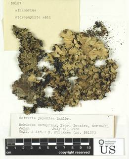 Cetrelia japonica image