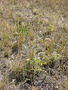 Poaceae - Poa pratensis subsp. pruinosa 