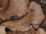 Parmotrema reticulatum image