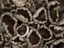 Xanthoparmelia cedrus-montana image