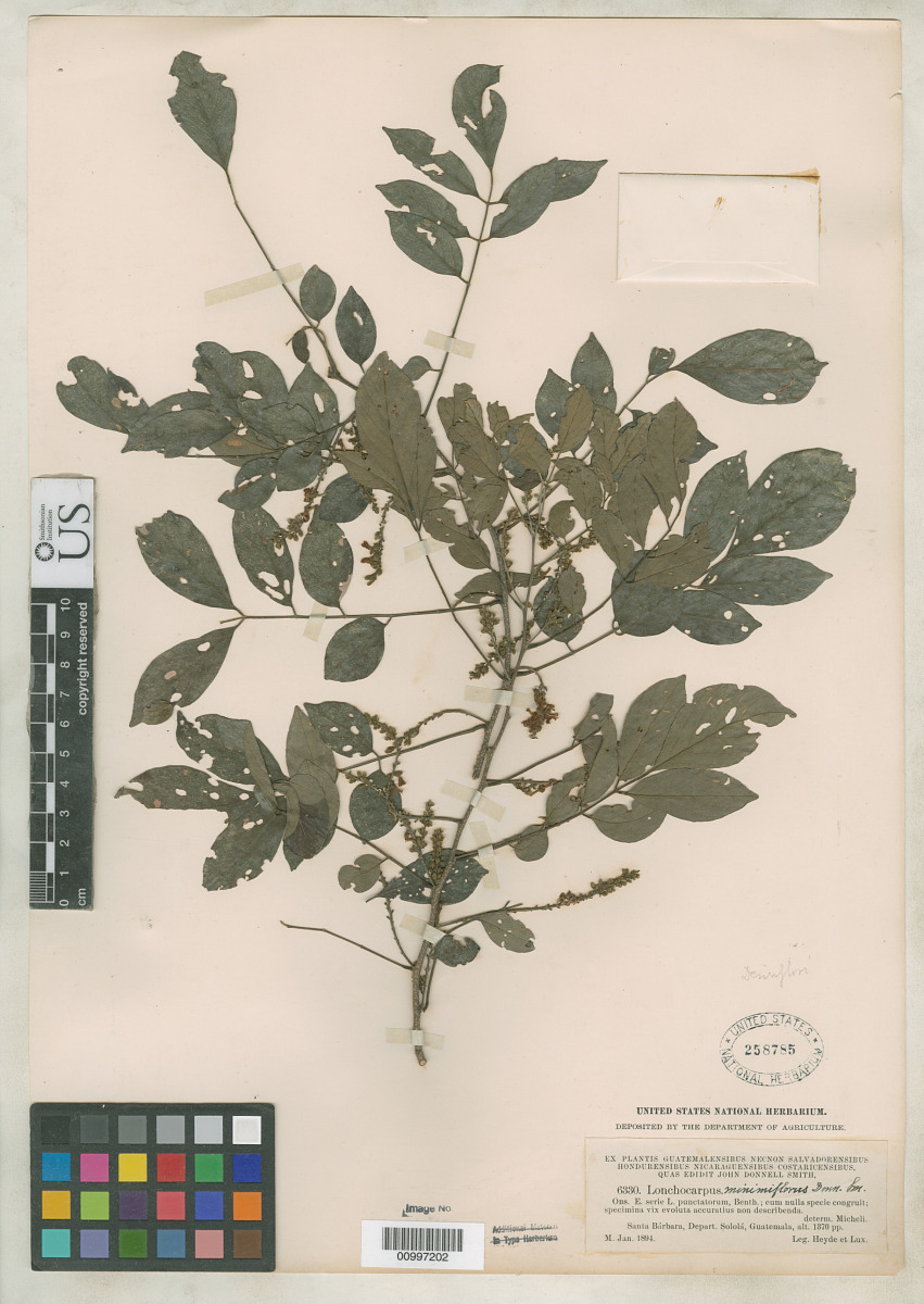 Lonchocarpus minimiflorus image