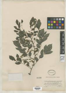 Lonchocarpus minimiflorus image
