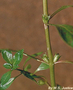 Onagraceae - Ludwigia palustris 
