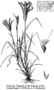 Poaceae - Chloris virgata 