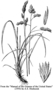 Poaceae - Dactylis glomerata 