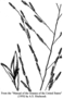 Poaceae - Eragrostis pectinacea 