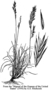 Poaceae - Festuca rubra 