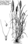 Poaceae - Polypogon monspeliensis 