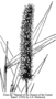 Poaceae - Setaria verticillata 