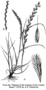 Poaceae - Lolium multiflorum 