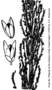 Poaceae - Sporobolus indicus 