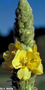 Scrophulariaceae - Verbascum thapsus 