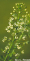 Brassicaceae - Lepidium virginicum 