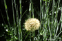 Asteraceae - Tragopogon porrifolius 