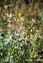 Plantaginaceae - Plantago lanceolata 
