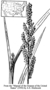 Poaceae - Echinochloa colona 