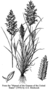 Poaceae - Eragrostis cilianensis 