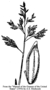 Poaceae - Poa annua 