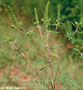 Asteraceae - Ambrosia artemisiifolia 