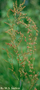 Polygonaceae - Rumex acetosella 