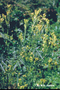 Asteraceae - Tagetes minuta 
