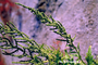 Amaranthaceae - Dysphania ambrosioides 