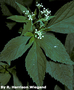 Apiaceae - Cryptotaenia canadensis 