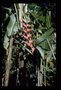 Heliconiaceae - Heliconia bihai 'Chocolate' 