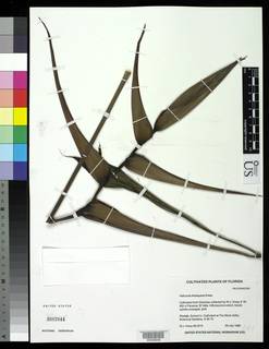 Heliconia lindsayana image