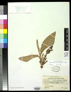 Siphonochilus aethiopicus image