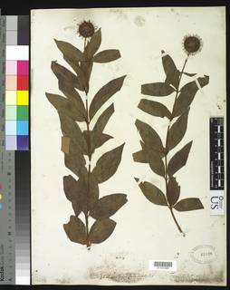 Image of Cephalanthus occidentalis