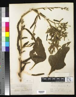 Celosia floribunda image