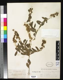 Image of Stegnosperma halimifolium