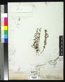 Notholaena rosei image